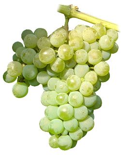 Albariño